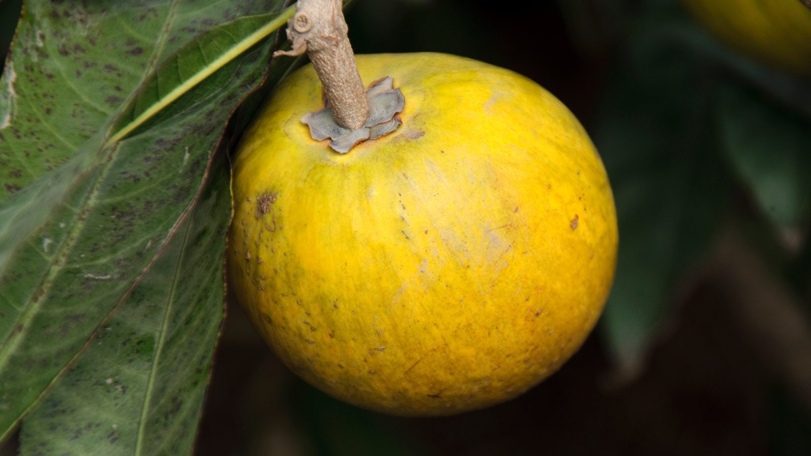 superfood sconosciuti